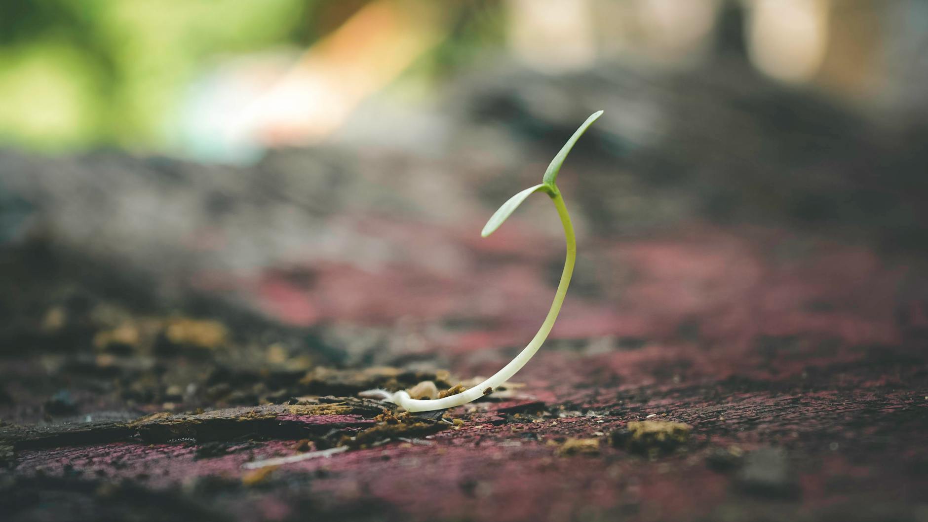 Sowing seeds